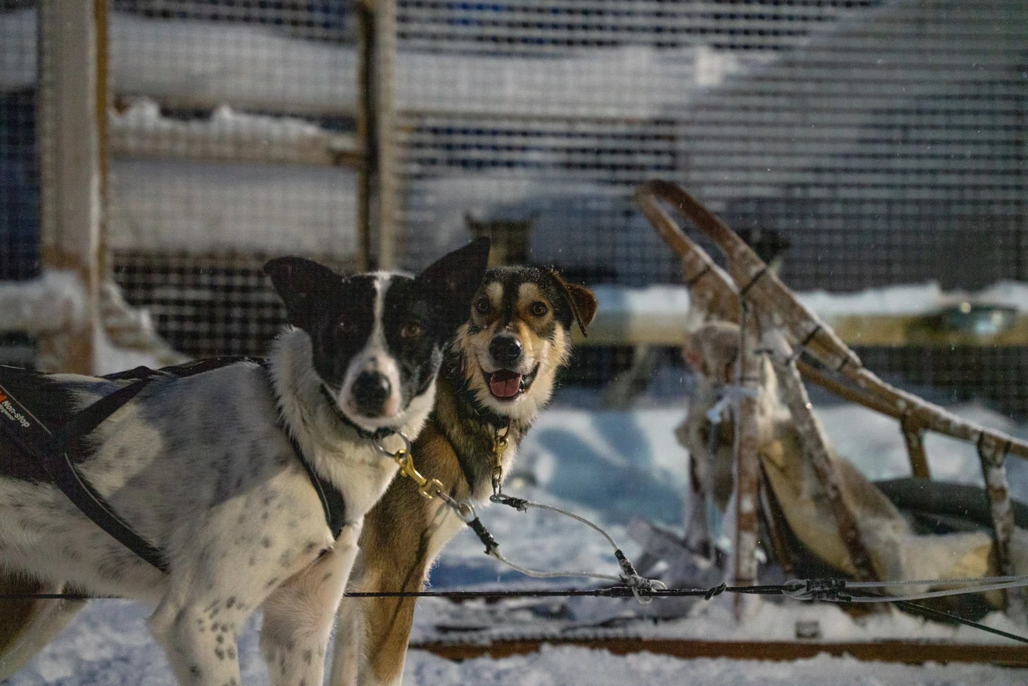 Reindeer & Huskies
